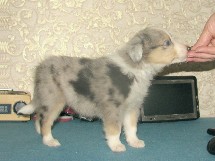 puppies