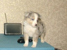 puppies