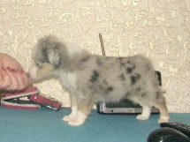 puppies