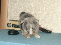 puppies