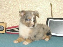 puppies