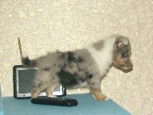 puppies