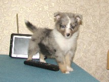puppies