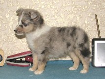 puppies