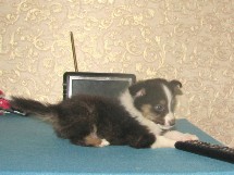 puppies