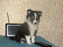 puppies