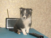 puppies