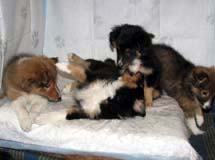 puppies