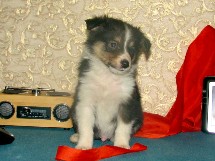 puppies