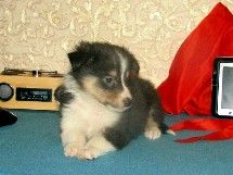puppies