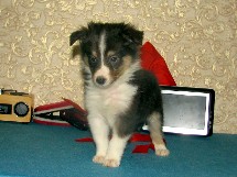 puppies