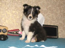 puppies