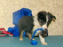 puppies