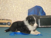 puppies