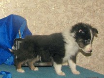 puppies
