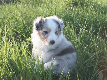puppies