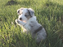 puppies