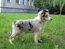 puppies