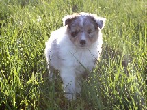 puppies