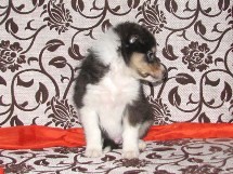 puppies