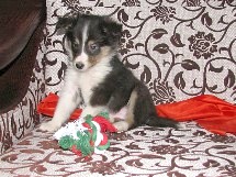 puppies