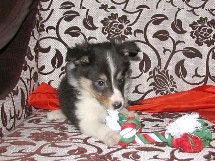 puppies