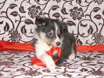 puppies