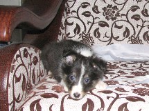 puppies