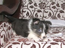 puppies