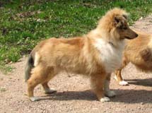 puppies