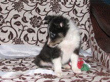 puppies