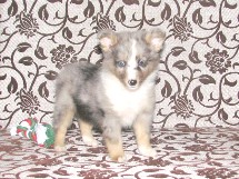 puppies