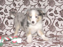 puppies