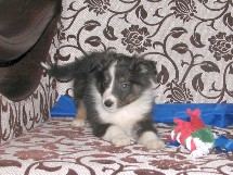 puppies