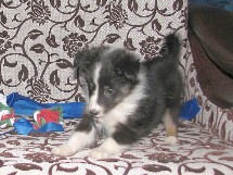 puppies