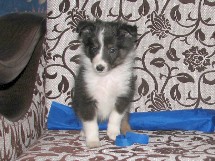 puppies