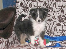 puppies