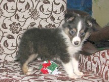 puppies