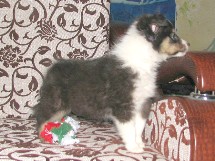 puppies