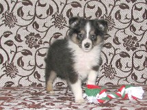 puppies