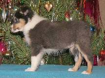 puppies