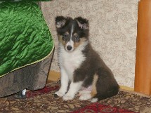 puppies