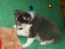 puppies
