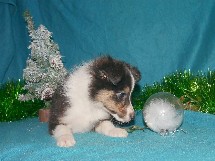 puppies