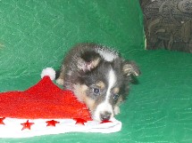 puppies