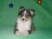 puppies