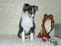 puppies