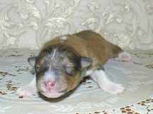 puppies