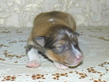 puppies