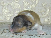 puppies
